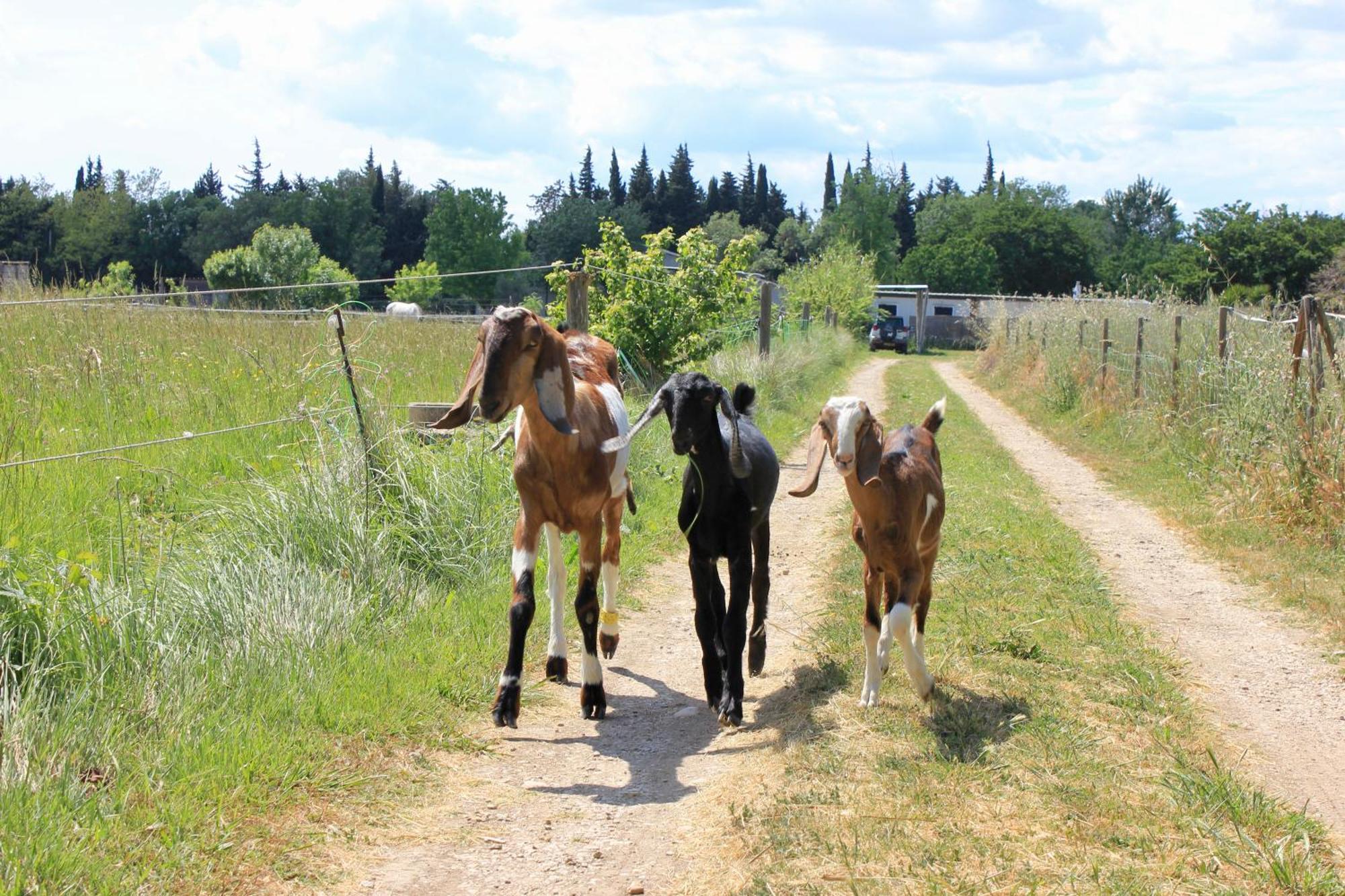 Vila Lobilum En Camargue Saint-Martin-de-Crau Exteriér fotografie